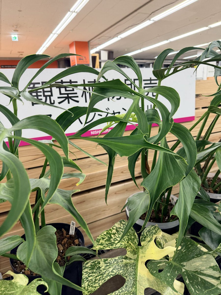 ２７日入荷分⭐️モスコミュール中輪⭐️３株３本立ち中輪黄色各1　⭐️３鉢セット 27日入荷分⭐️モスコミュール中輪⭐️3株3本立ち中輪