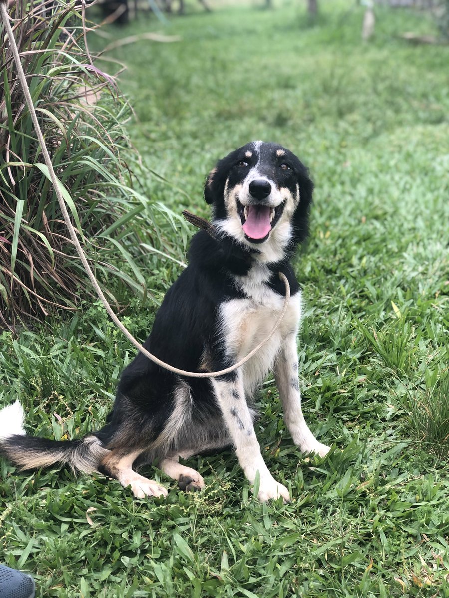 Oi pessoal eu sou a Cacau, a nova integrante da família 🐾♥️

(De coleira só na foto, agora já tá bem plena deitada)