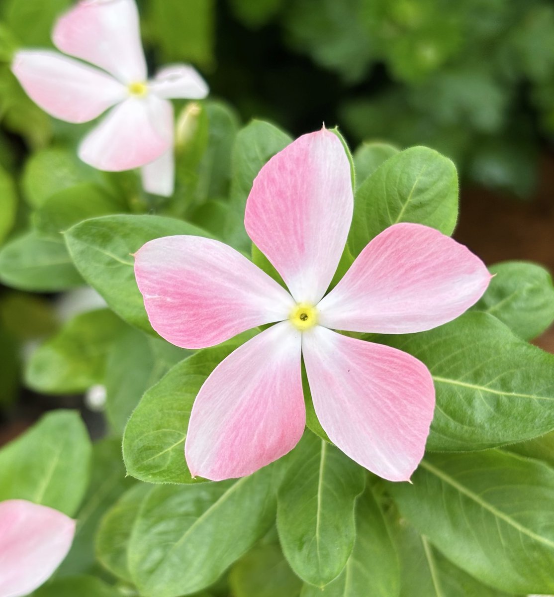 苗ご予約(⁎˃ᴗ˂⁎)⋈。ありがとうございます。 25歳になりました。 お祝いのお言葉ありがとうございます