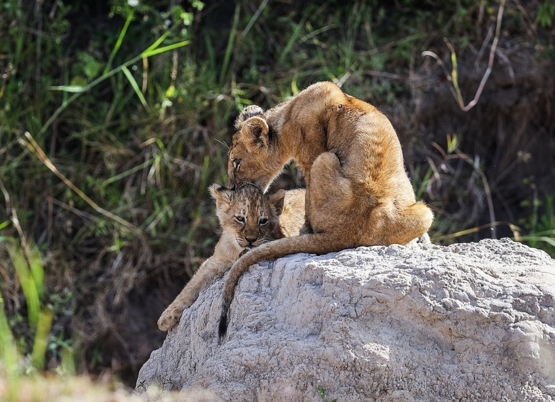 misguided_guide's tweet image. People queue to see elephants in zoos, then call Africa ‘too dangerous.’ The irony could flatten a Land Cruiser.