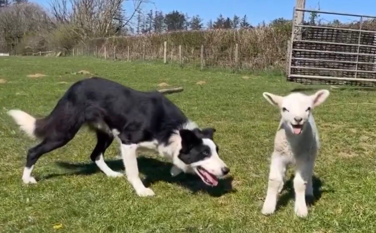 <a href="/planetclarke/">🎀 planet clarke 🎀</a> I have depicted you as the seething dog and my self as the joyous lamb