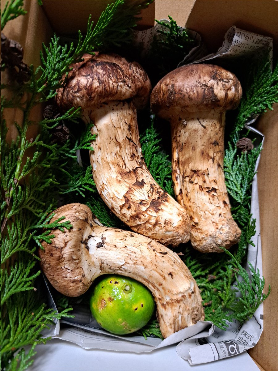 まめ (@uno7uno7) / Posts / X