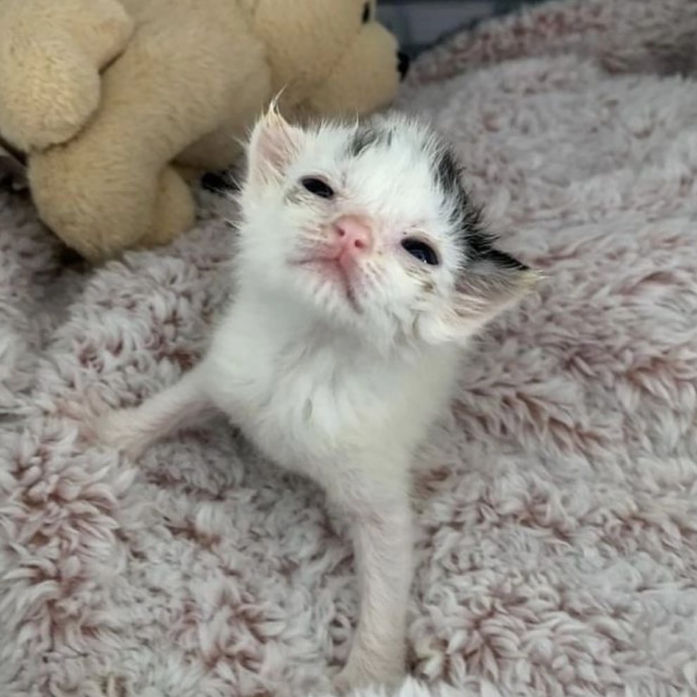 smol silly cat (@catsillyness) on Twitter photo  smol silly cat (@catsillyness) on Twitter photo