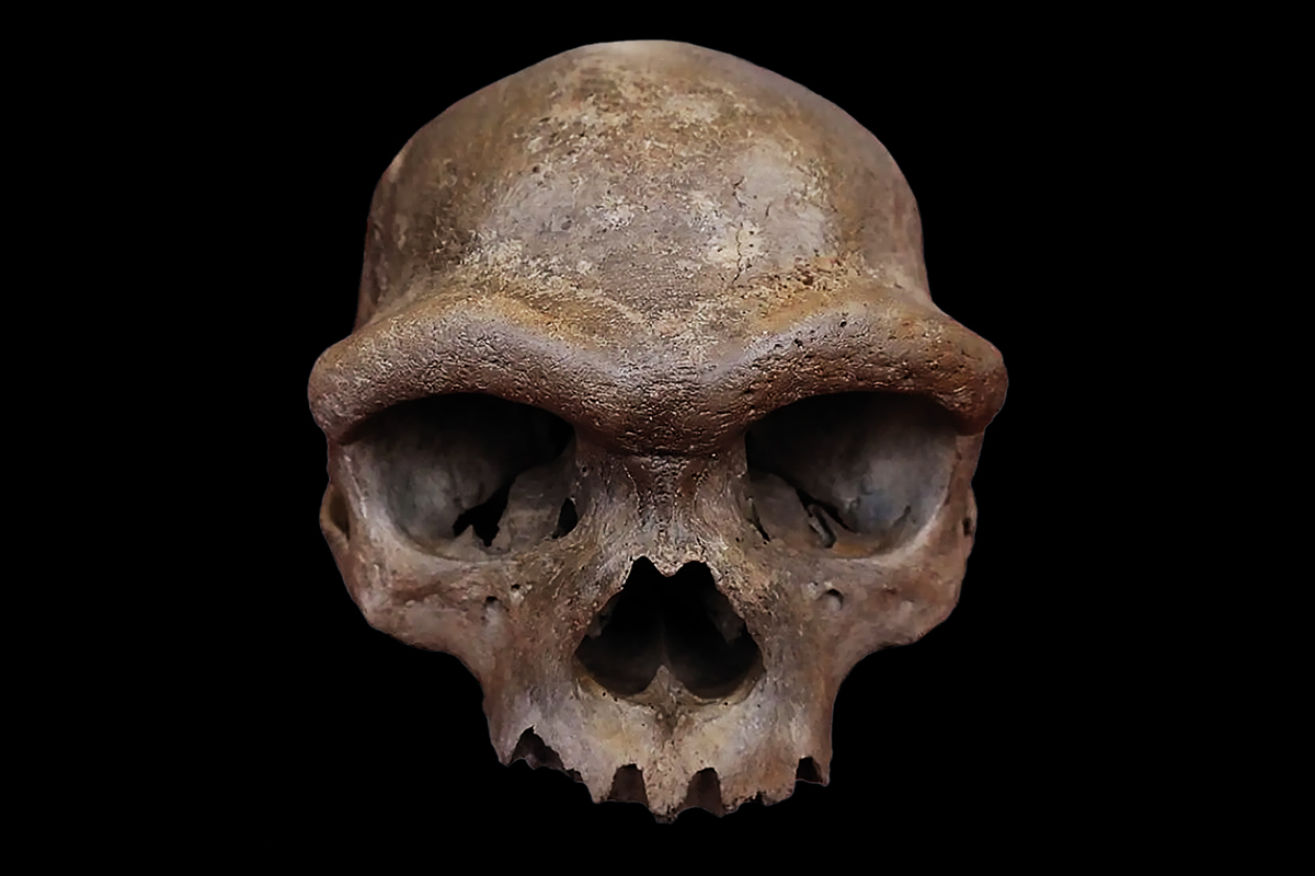 Québec Science (@quebecscience) on Twitter photo 💀 Depuis la découverte de leur existence, il y a 15 ans, on se demande à quoi ressemblaient les hommes et les femmes de #Denisova, une espèce humaine disparue qui a côtoyé la nôtre. Un crâne chinois vient d’apporter la réponse.
quebecscience.qc.ca/archeologie/hu… 💀 Depuis la découverte de leur existence, il y a 15 ans, on se demande à quoi ressemblaient les hommes et les femmes de #Denisova, une espèce humaine disparue qui a côtoyé la nôtre. Un crâne chinois vient d’apporter la réponse.
quebecscience.qc.ca/archeologie/hu…