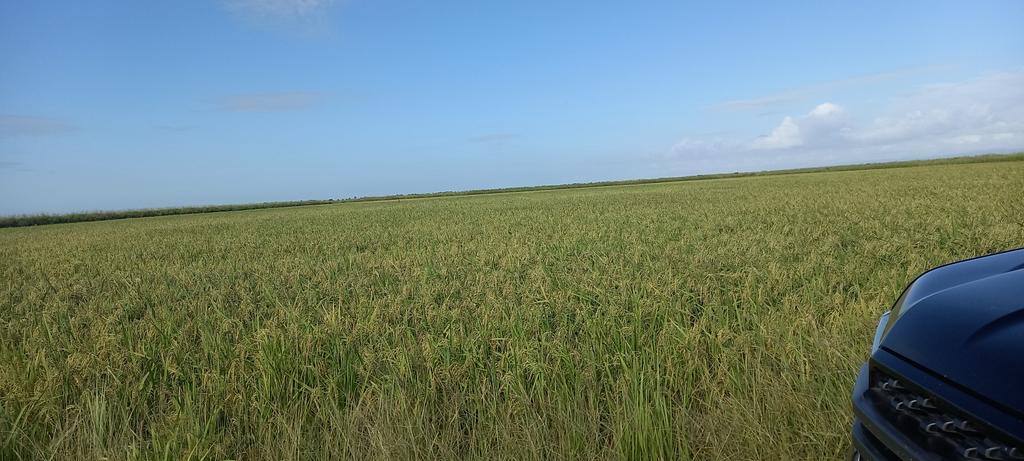 Hoy en Los Palacios,  recorrimos la Empresa Agropec. #Cuba intercamb. con mujeres q laboran en distintas áreas; por la Finca Tierra Brava, un PDL exitoso y productivo. Encuentro con federadas y dirig. d base, abordamos el papel crucial d las ♀️ en la producc. d alimentos. #FMC65