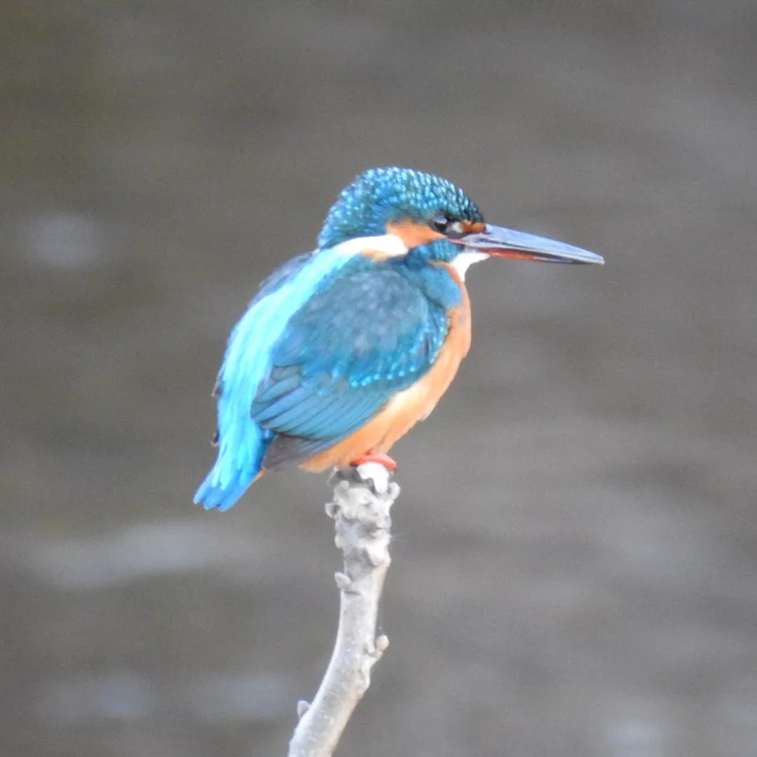 さいたまつぼみ on X