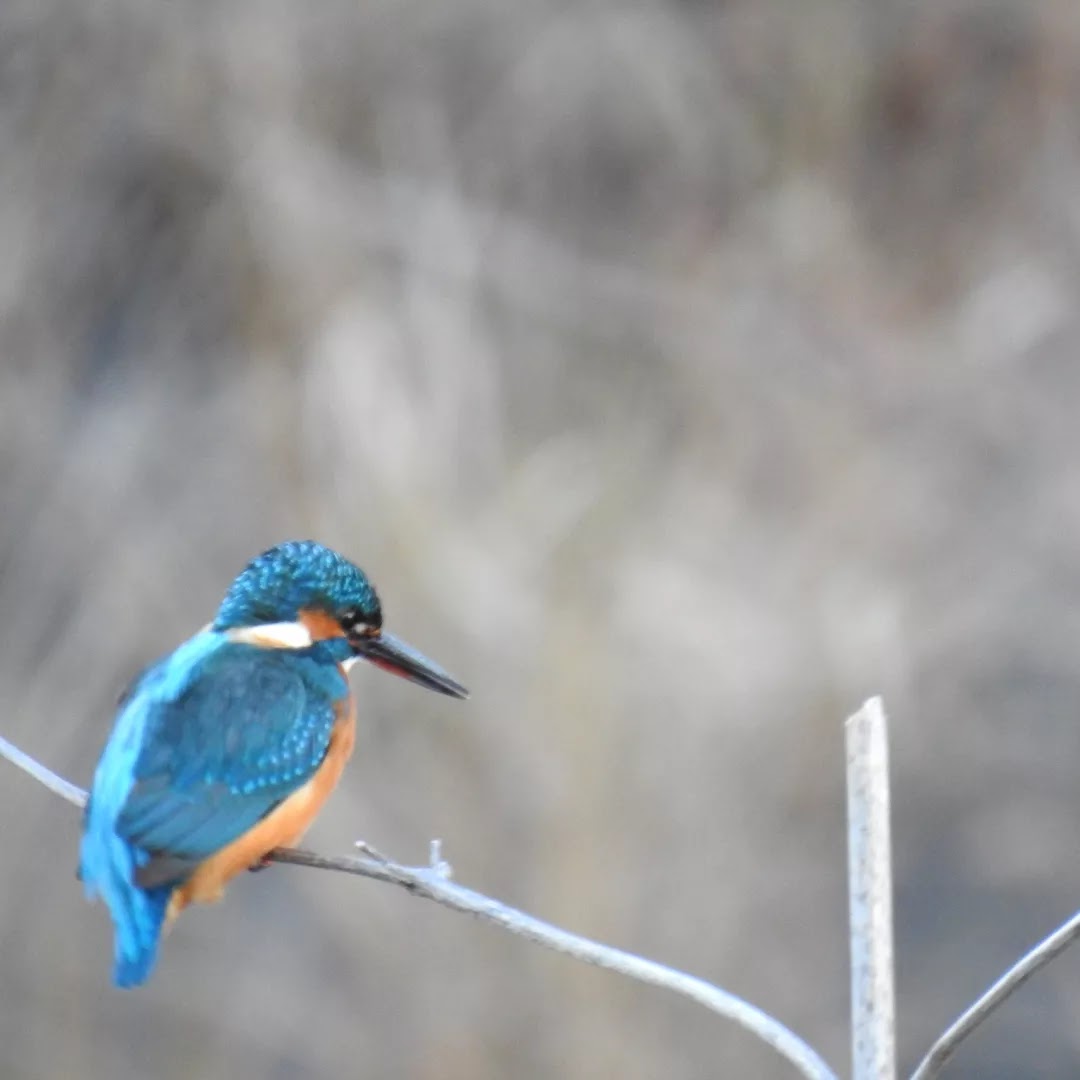 カワカミ さいたまつぼみ on X