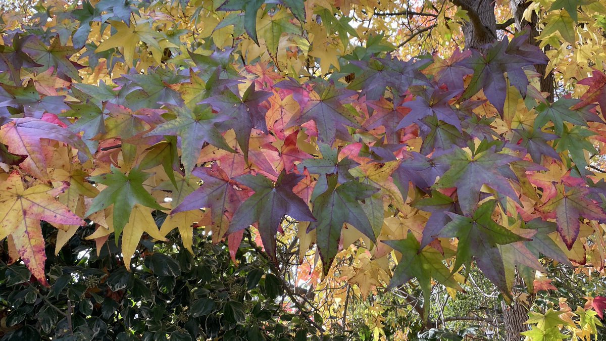 ArmazClicks's tweet image. 🍁Autumn whispers in every shade.
Each leaf a gentle reminder, change can be beautiful too 🍂🌾

#AutumnVibes #FallingForFall #GoldenSeason #NaturePoetry #LeafLovers #AutumnLeaves #ChangelsBeautiful
#NatureInFocus #octobermagic