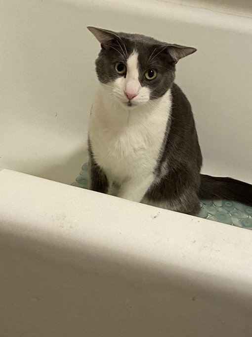 This is what I think of your studpi batfhub and your studpi water