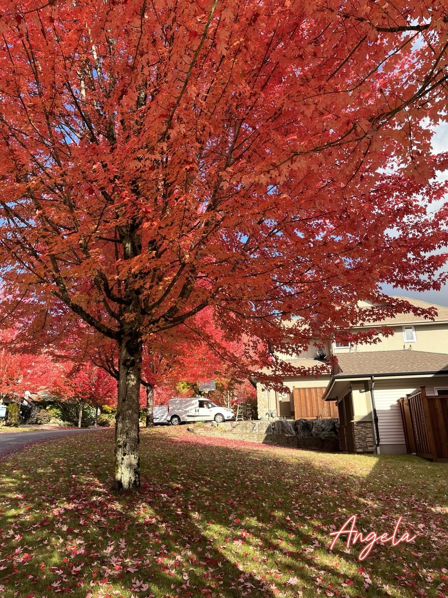 lhkjade921's tweet photo. The autumn red is intoxicating๐๐๐
Record the colors and charm of autumn
#nture Oct 24 Canada https://t.co/BBlWWjRVIQ