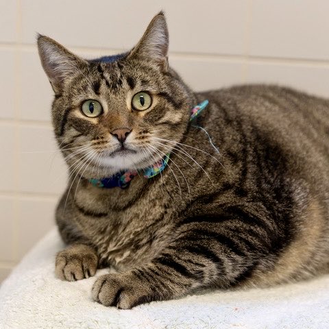 Scrolling local social media &amp; this baby appears. Someone in NoVirginia needs this doll! 
Tiger is a lovable, slightly chunky gentleman with the sweetest soul &amp; the softest purrs. This handsome boy may carry a few extra pounds, but that just means there’s more of him to love!