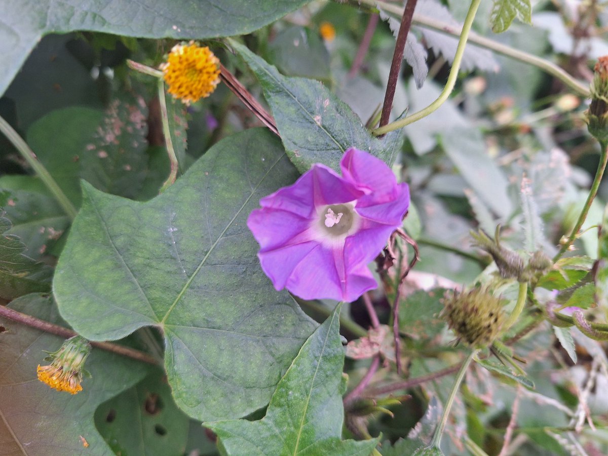 🦙🍍ゆきのすけ🍍🦙🦀 on X