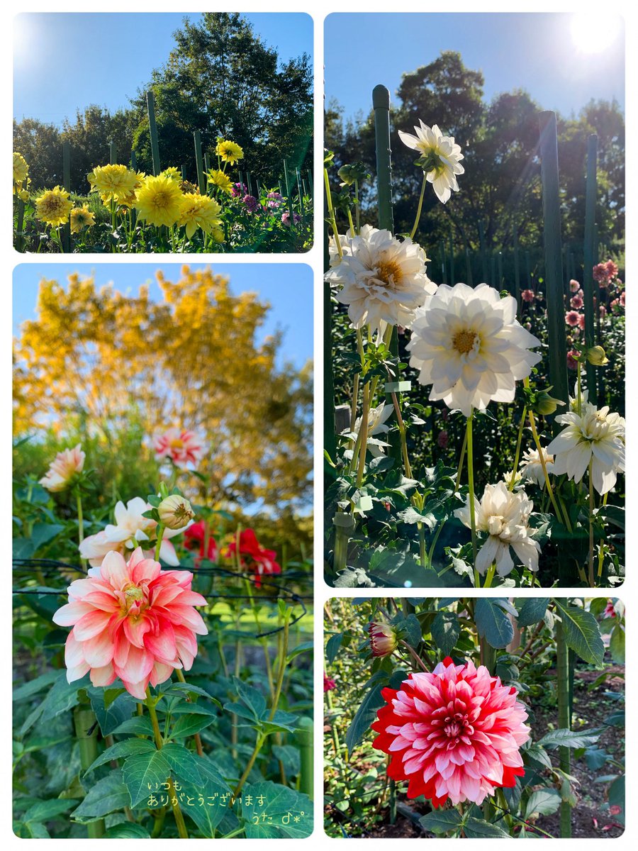 ⋆
　　＃TLを花でいっぱいにしよう

　　　穏やかな 週末を 𓂃܀🌼 .*ﾟ

　　　　　　　＃ﾀﾞﾘｱ  .·˖*  🧚‍♀️

　　　　　　　　馬見丘陵公園  𖡼.𖤣𖥧
⋆