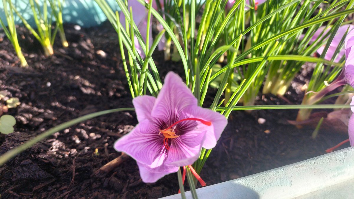 FircroftPlantry's tweet photo. A glorious start to the today - @FircroftCollege gardens today featuring saffron crocuses, a freshly mown lawn, and the self seeded Verbena bonariensis in the veg garden! https://t.co/uWw6aXcpdk