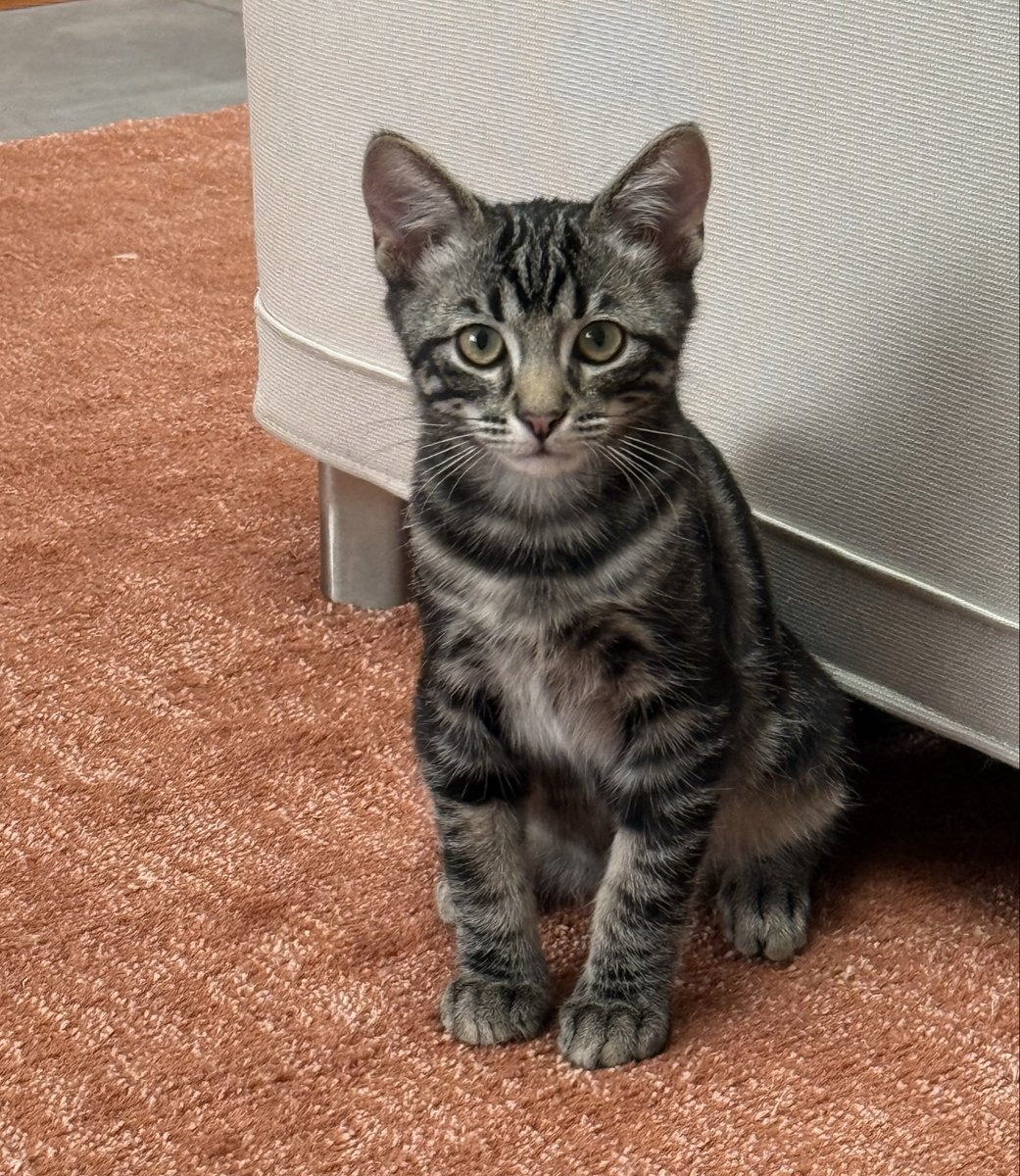 AntiToxicPeople's tweet photo. When I lost my beloved Sophie on August 3rd, I did not know how long it would take me to be able to get a new kitty as I was very sad for weeks. 

At the end of August my partner surprised me and sent a pic of a tiny adorable 2.5 lb kitty at a pet adoption center and said he was sweet, purry and super affectionate & cuddly, exactly what I wanted. I told him to bring him home and it has turned out to be a wonderful decision. 

He is now 4 1/2 months old and so amazing. 

Meet Columbo, named after my favorite tv show: 

😻🤗