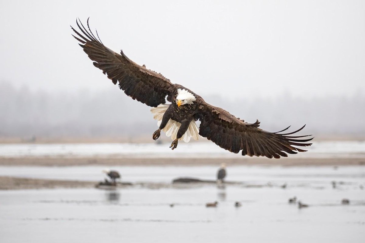 🦅 It's the perfect time for #Birdwatching in Richmond:

We're situated on the Pacific Flyway migratory route so there’s an ever-changing cavalcade of birds passing through from October to spring. 

Learn more ➡️ bit.ly/4o2TQhf

📷 : Liron Gertsman 

#RichmondBC