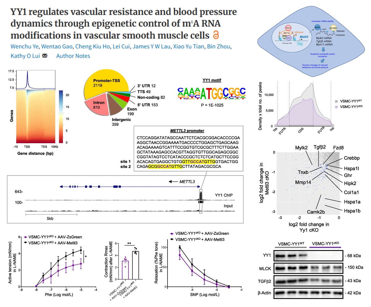 HaoYin20's tweet image. #SmoothMuscleCell Contractility regulated by m6A Epitranscriptomics

METTL3 as a direct target gene of YY1 (+SET1A/WDR82)

METTL3-IGF2BP1 stabilizes mRNAs of MYH11, MYLK2, TGFβ2

SMC Yy1 or Mettl3 KO🐭
⏬vasoconstriction
↔️vasorelaxation

AAV-SM22-METTL2 i.v. ⏫arterial…