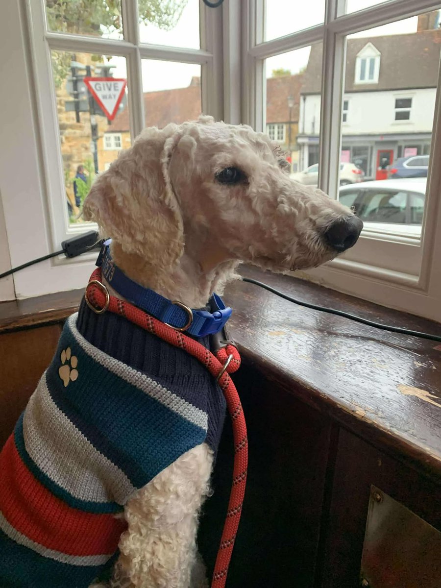 🆘24 OCT 2025 #Lost Harry #ScanMe
NEWLY RESCUED YOUNG Cockerpoo Male
Very matted feet, clip off a work in progress
#Alderholt #SP6 #Fordingbridge #Dorset
He's not wearing the jumper, Yellow collar  with name &amp; no. Yellow &amp; black harness. Running scared😢
doglost.co.uk/dog/200559