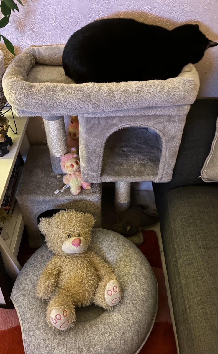 cybercat207's tweet photo. Tough love teddy bear was evicted from my snooze space I decided to reclaim my abandoned cat tower tonight #catrules https://t.co/Q3z02xbOjN