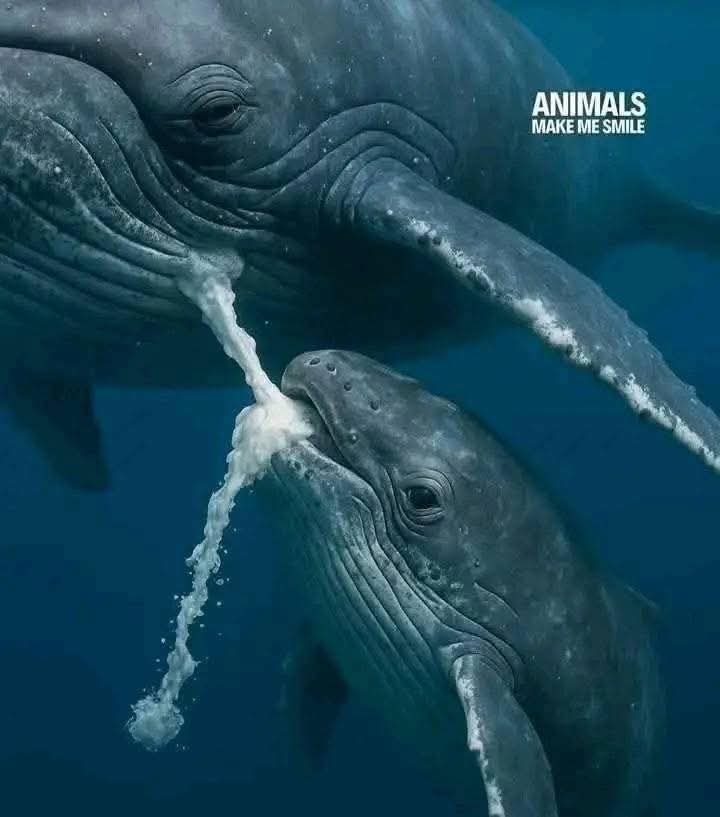 Sonra bu az suyu "alaka"(1) hâline getirdik. Alakayı da "mudga"(2) yaptık. Bu "mudga"yı da kemiklere dönüştürdük ve bu kemiklere de et giydirdik. Nihayet onu bambaşka bir yaratık olarak ortaya çıkardık. Yaratanların en güzeli olan Allah'ın şânı ne yücedir!

Mü'mınun 14