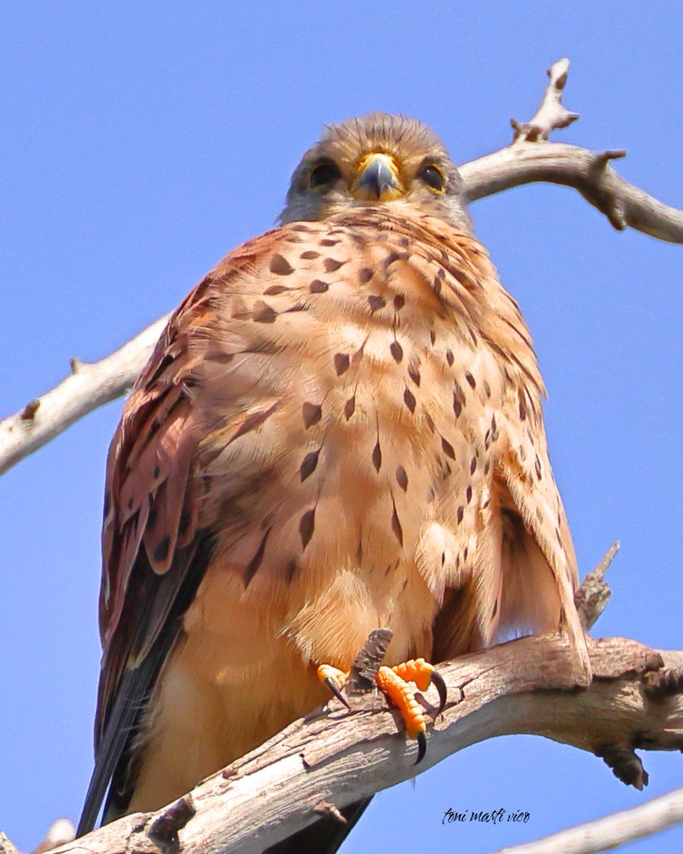 Sempre atens els xoriguers
 #xoriguercomú #cernícalovulgar #falcotinnunculus #commonkestrel