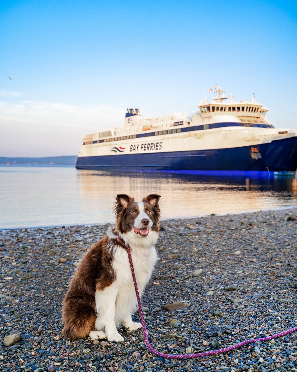 The outdoor pet area on MV Fundy Rose will be closing for the season next week on Nov. 1.

Starting Nov. 1, pets can travel aboard MV Fundy Rose by staying in your vehicle or in a kennel on the vehicle deck (reservation required): bit.ly/4hqvkU9

📸 daveyandsky