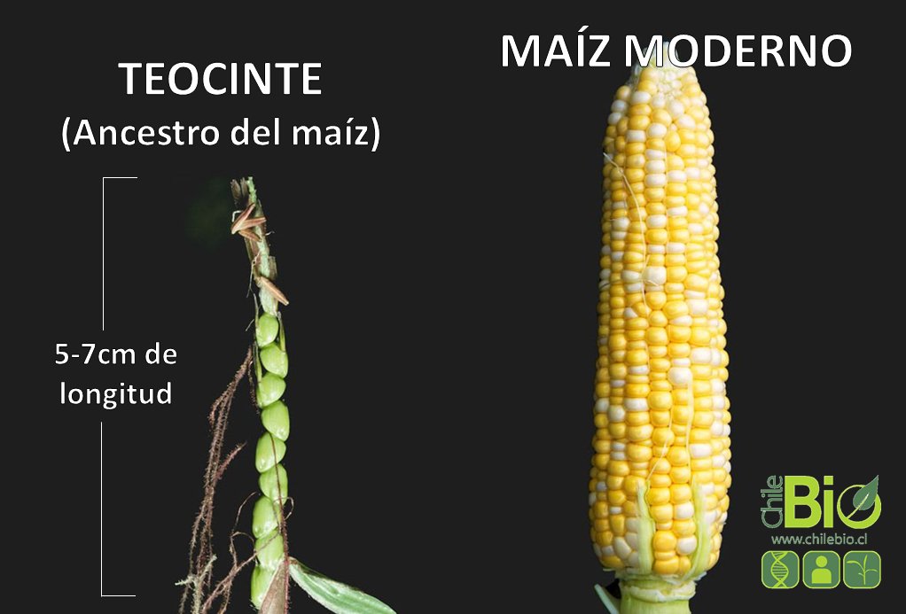 comitatenseocc's tweet image. Si tanto odias la selección artificial no te quiero ver comiendo ninguna almendra que no sea amarga ni ningún maíz  ni ningún plátano que no se vean como estos.