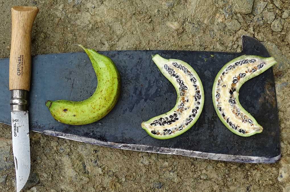 comitatenseocc's tweet image. Si tanto odias la selección artificial no te quiero ver comiendo ninguna almendra que no sea amarga ni ningún maíz  ni ningún plátano que no se vean como estos.