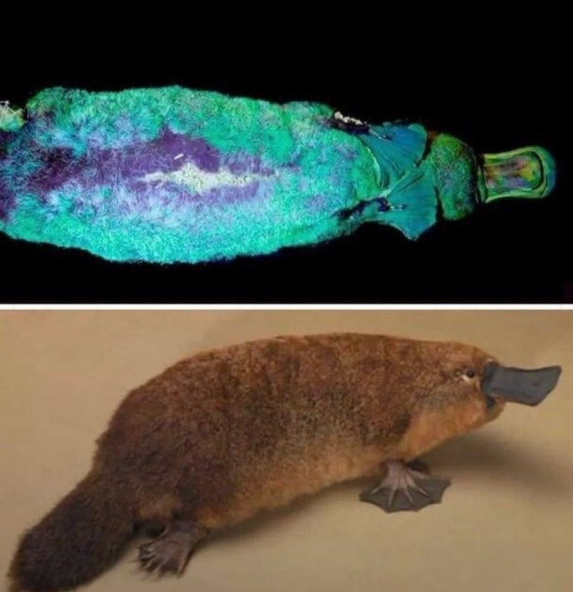 BrianRoemmele's tweet image. The platypus is a mammal but lays eggs, its duck-billed, beaver-tailed, otter-footed and venomous.
It has electroreceptors for locating prey, eyes with double cones, no stomach, 52 chromosomes.
It's fluorescent and glows under UV light.