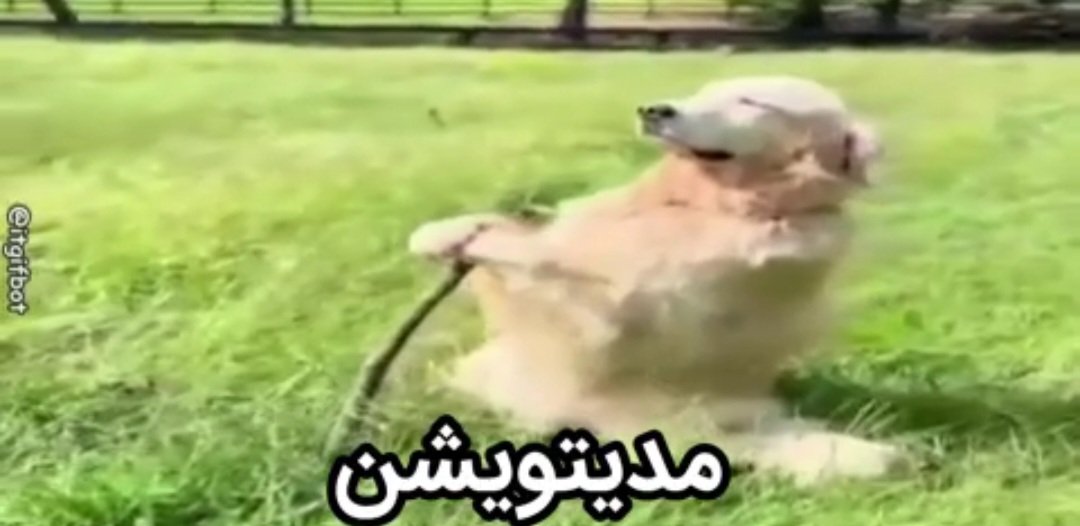 اسپاگتی رفته تو مغزم مثل شتر مرغ تو خونه میپرم گوش میدم