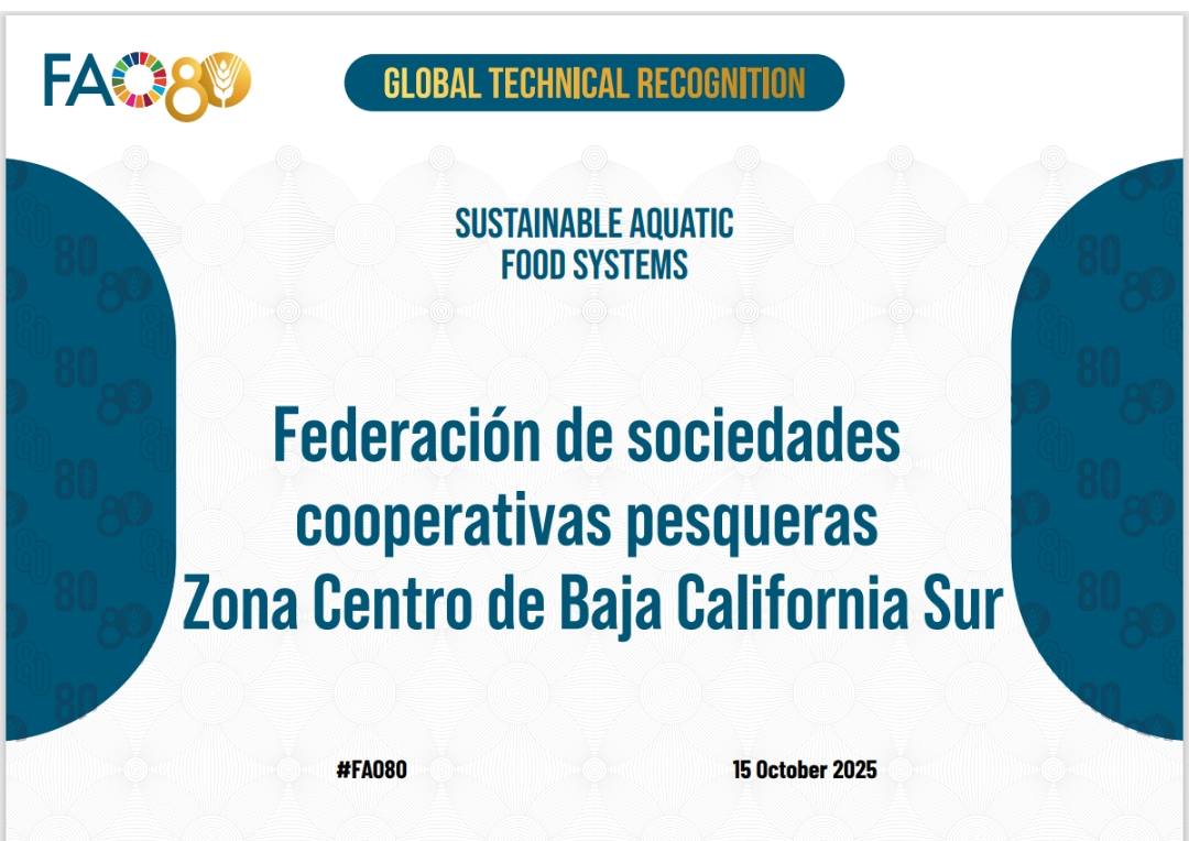 El cambio climático también se combate desde el mar. En el #DíaInternacionalDeLaLuchaContraElCambioClimático, celebramos que la #Fedecoop Pesqueras de #BajaCaliforniaSur, #México 🇲🇽 haya sido reconocida por <a href="/FAO/">Food and Agriculture Organization</a> por su aporte a sistemas alimentarios acuáticos sostenibles! 🐟🎣🦐