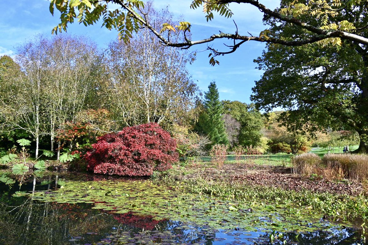 Hi <a href="/LynnParsonsUK/">Lynn Parsons</a> <a href="/magicfm/">Magic Radio</a>  autumn colours <a href="/RHS_Rosemoor/">RHS Garden Rosemoor</a> #Devon #windowonmyworld #melowmagic ❤️
