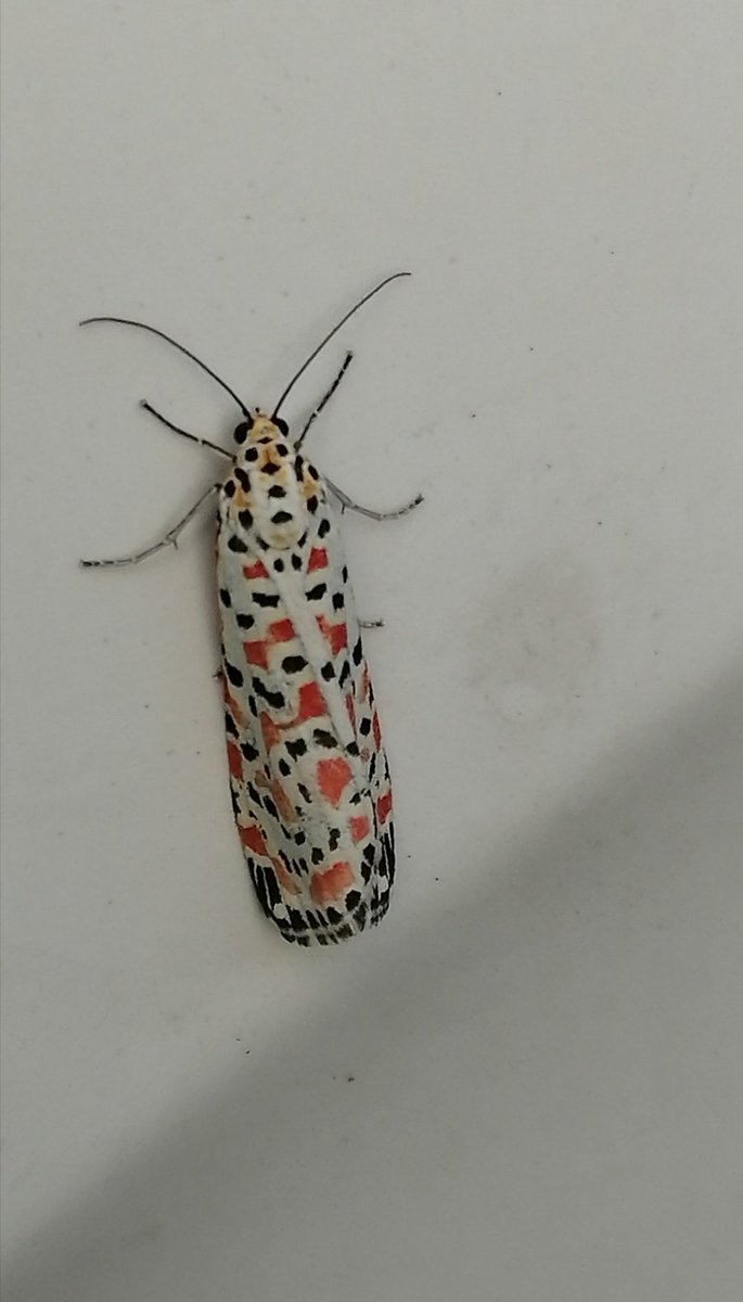 Alessandra tweet media