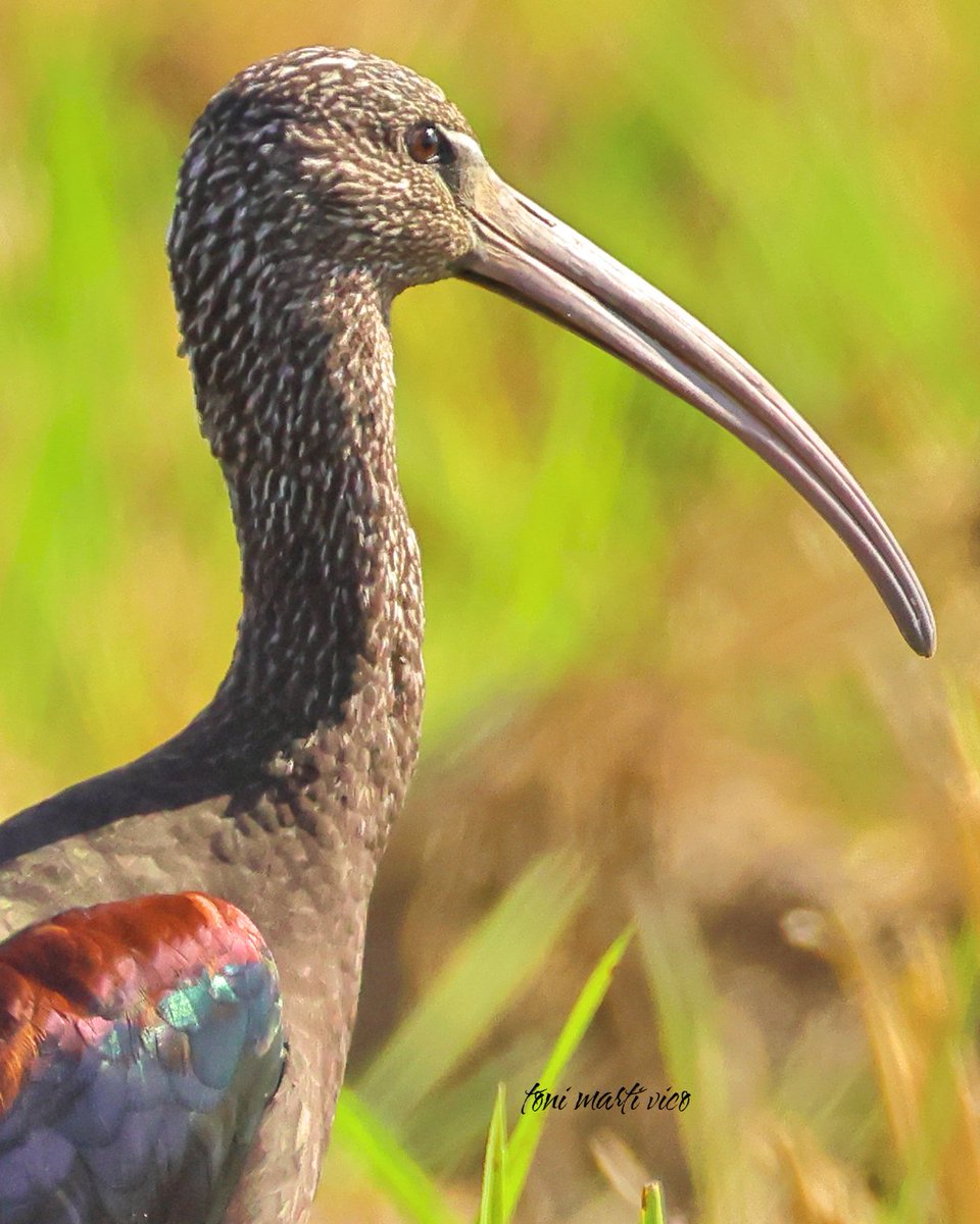 És una passada el nombre de Capons Reials que hi ha al Delta
Un espectacle veure els estols anar a dormir fent els dibuixos que fan al cel 

#capóreial #moritocomún #plegadisfalcinellus #glossyibis