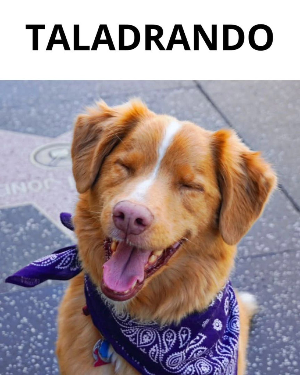 ZimaEnt's tweet photo. Indy es un tremendo actor y un loquillo.
Ven a ver esta nueva propuesta del terror y a conocer a INDY en #GoodBoyMx ¡YA EN CINES!

#goodboy #Cinepolis #Cinemex #cine #doglover #EstrenoEnCines #perros #mascotas #Terror #Horror https://t.co/MuCdx0qZfN