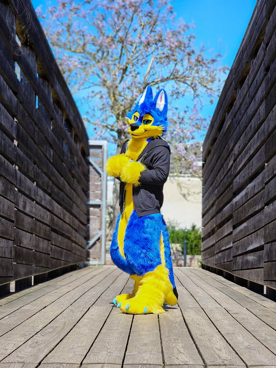 Just looking at beans like you while listening some good music for #fursuitfriday 😎😏💙

📷 and édit <a href="/Pitou_Rikou/">Pitou Rikou</a> 
🧵🪡 Thunderhowl Studios

#furry #fursuit #fursuiter #frenchfursuiter