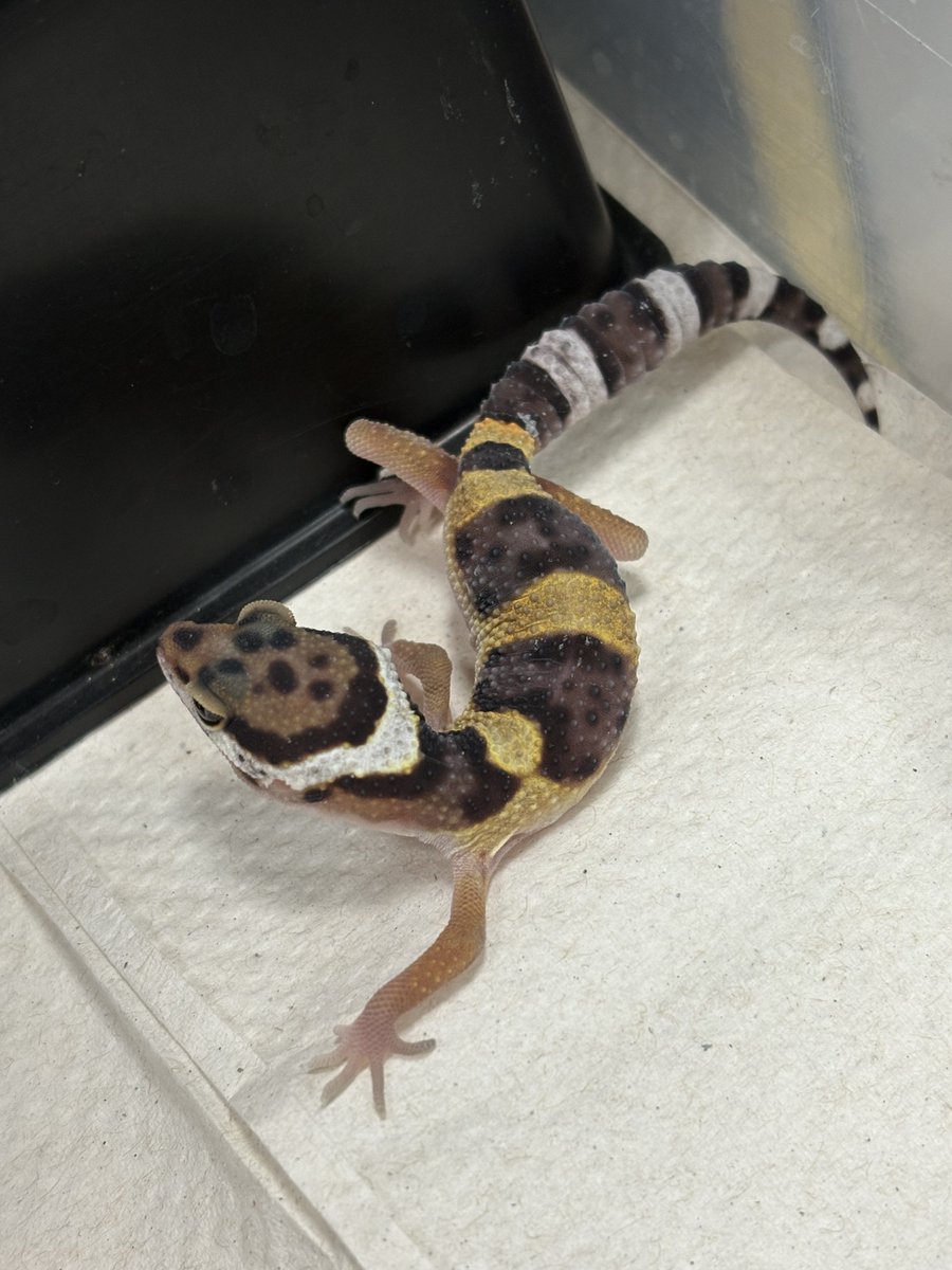 Litterbox Comics tweet media