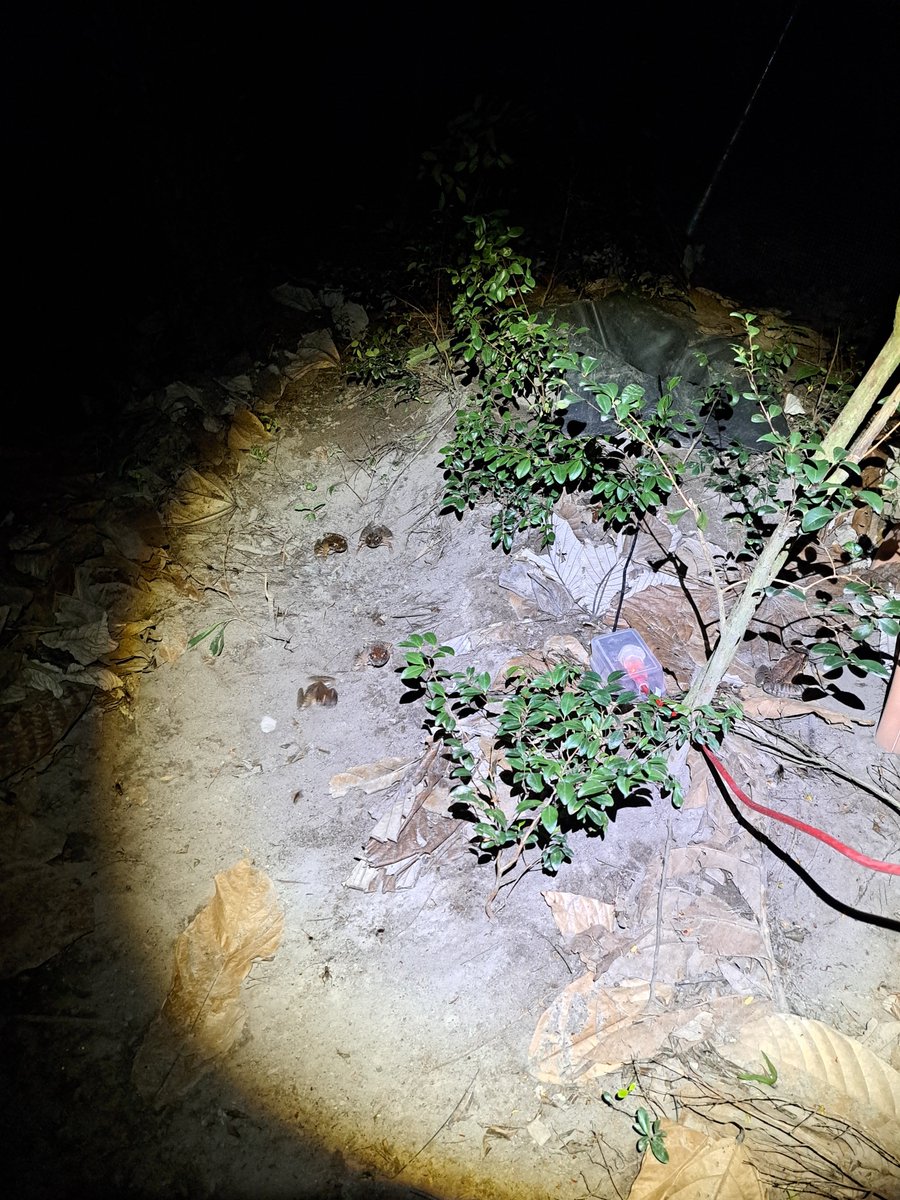 We’ve welcomed 4 juveniles from <a href="/NordensArk/">Nordens Ark</a>!

To keep them safe from predators &amp; easy to monitor, the team built a fully enclosed mini enclosure within our 25×25m habitat.

Read more: facebook.com/ReWildCaribbean

#MCRP #Montserrat #Conservation #NordensArk #WildlifeProtection