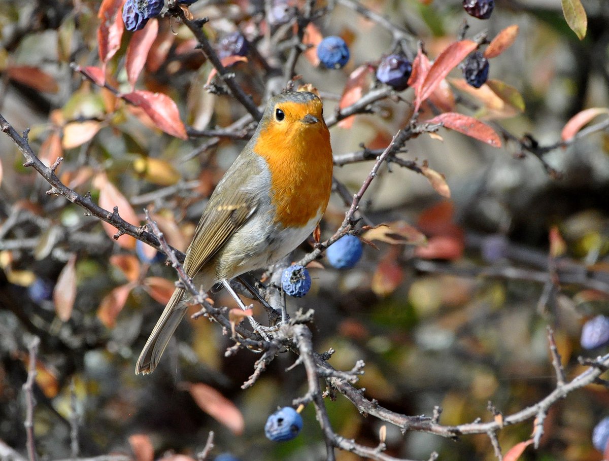 No me canso nunca de observar y fotografiar petirrojos.