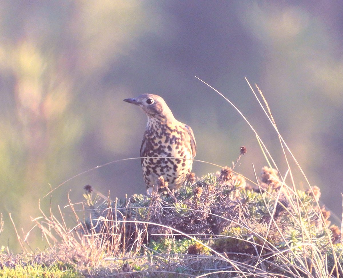 JuanjoDospunto0's tweet photo. Zorzal charlo (Turdus viscivorus) #turdidae #zorzalcharlo #mistlethrush https://t.co/XYeuJa06Tl