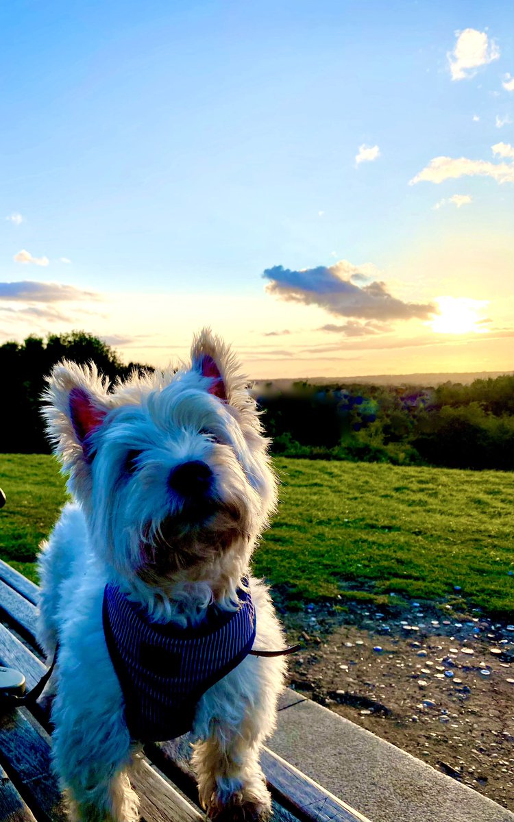 Hello from Heaven pals!  Me misses you all lots but me always keeps up with all your mischiefs and mayhems. Love Angel Finn xxx #FinnyFriday