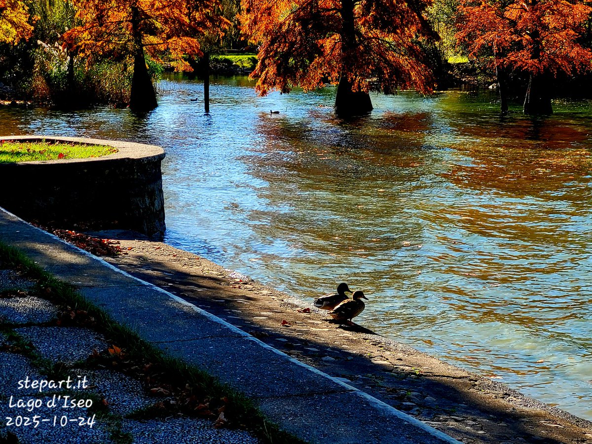 i9663vi's tweet image. Lago d'Iseo (BS)
Stepart.it 
#lago #foto #Iseo #italy  #beautiful #art #nature #birds #acqua #NaturePhotography