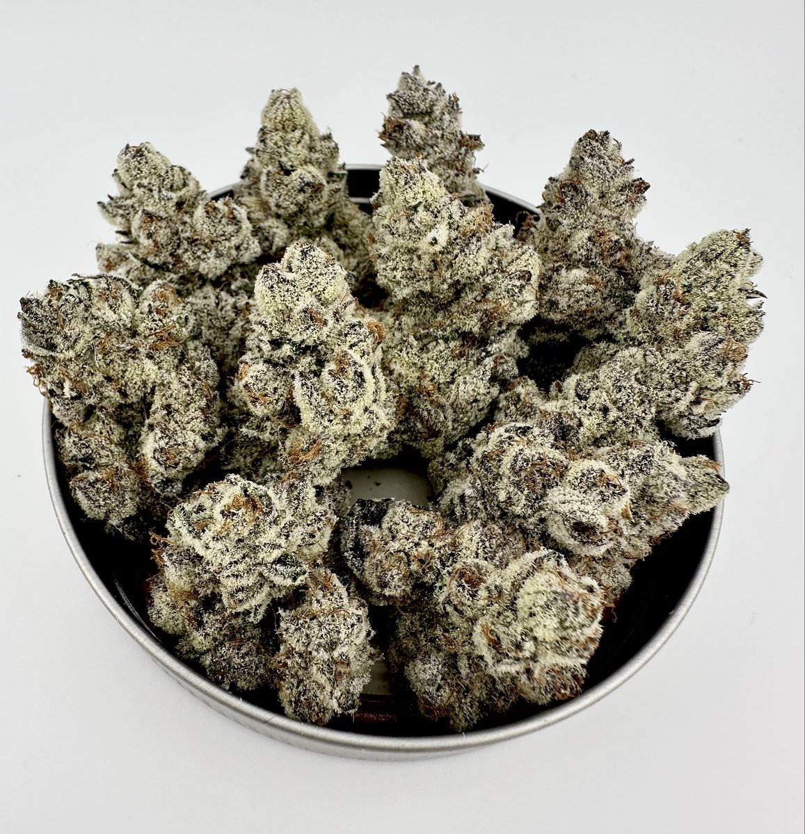exoticgenetix's tweet image. 🗑️🍩🗑️ OUT NOW on exoticgenetix.com!!! Crumb Dumpster (Cookies & Cream x Bakers Dozen)!!! Let’s keep the GIVEAWAYS going all through the release baby!!! 
🚨Smash the Like Button 
🚨Follow Exoticgenetix on X
🚨Retweet this post on your feed
🚨Tag 5 friends in the…