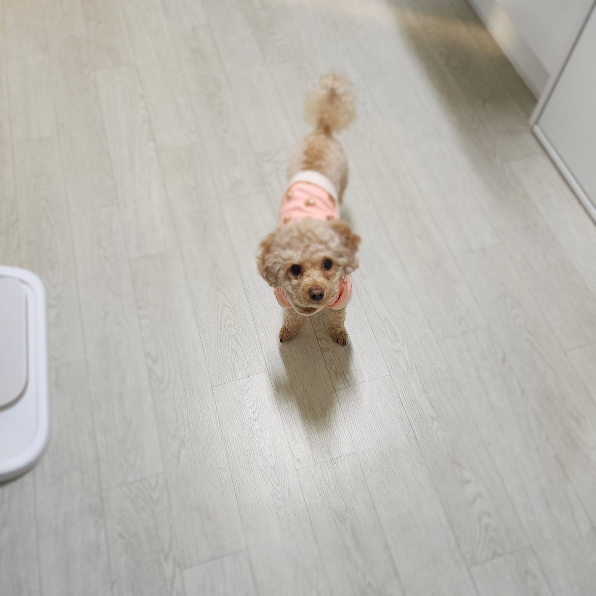 아는 강아지가 잠깐 놀러왔었어요.
친한 사람은 없는데 친한 강아지는 있다니...💭