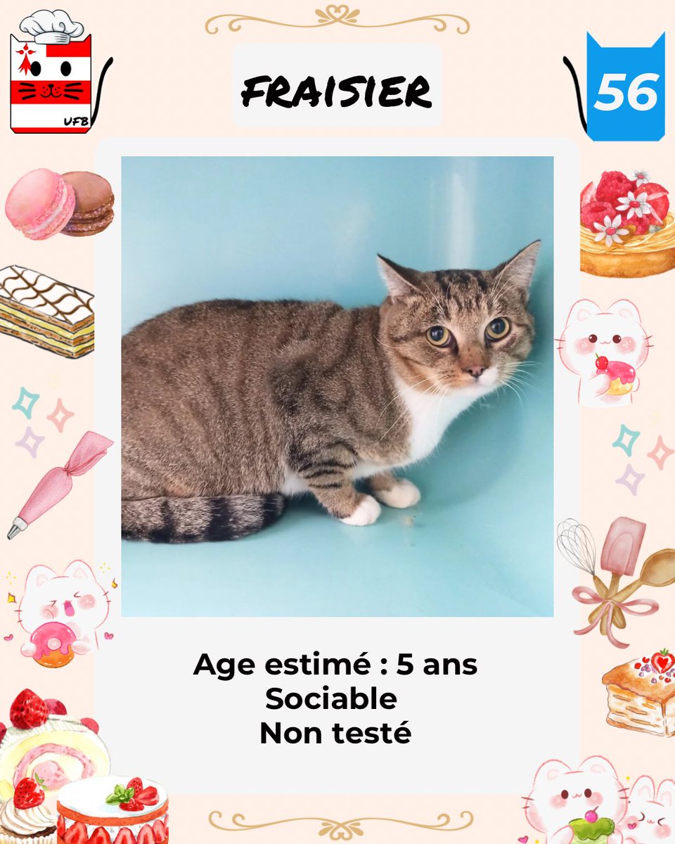 justineducern's tweet image. Enfin le beau FRAISIER est SAUVE 
Il vient d'être pris en charge par l'association NAE NUTTI
de BEUZEVILLE dans le 27
OUF. et Merci à cette asso de bien vouloir l'accueillir.