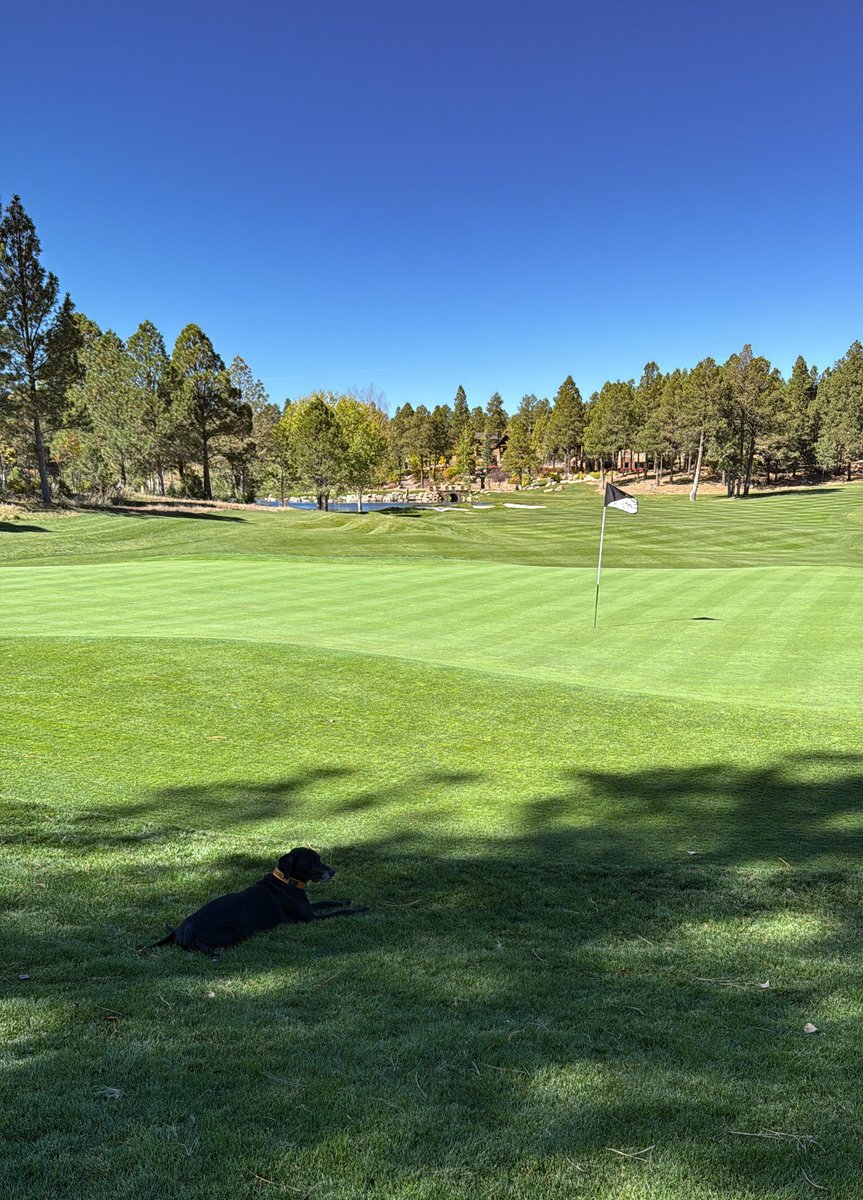 What a busy week for Barley boy! He came with me to Las Vegas to do some grinder training with the TPC teams, visited some beautiful golf courses around LV, and finished up the week back home with his dad at Pine Canyon. He definitely lives the good life⛳️
