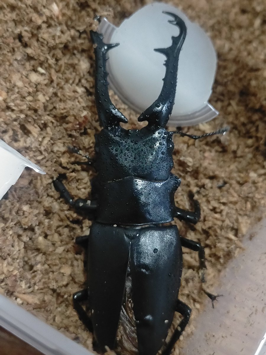 ギラファ　アクティオン アニア AS-40 ギラファノコギリクワガタ｜アニア アニマル