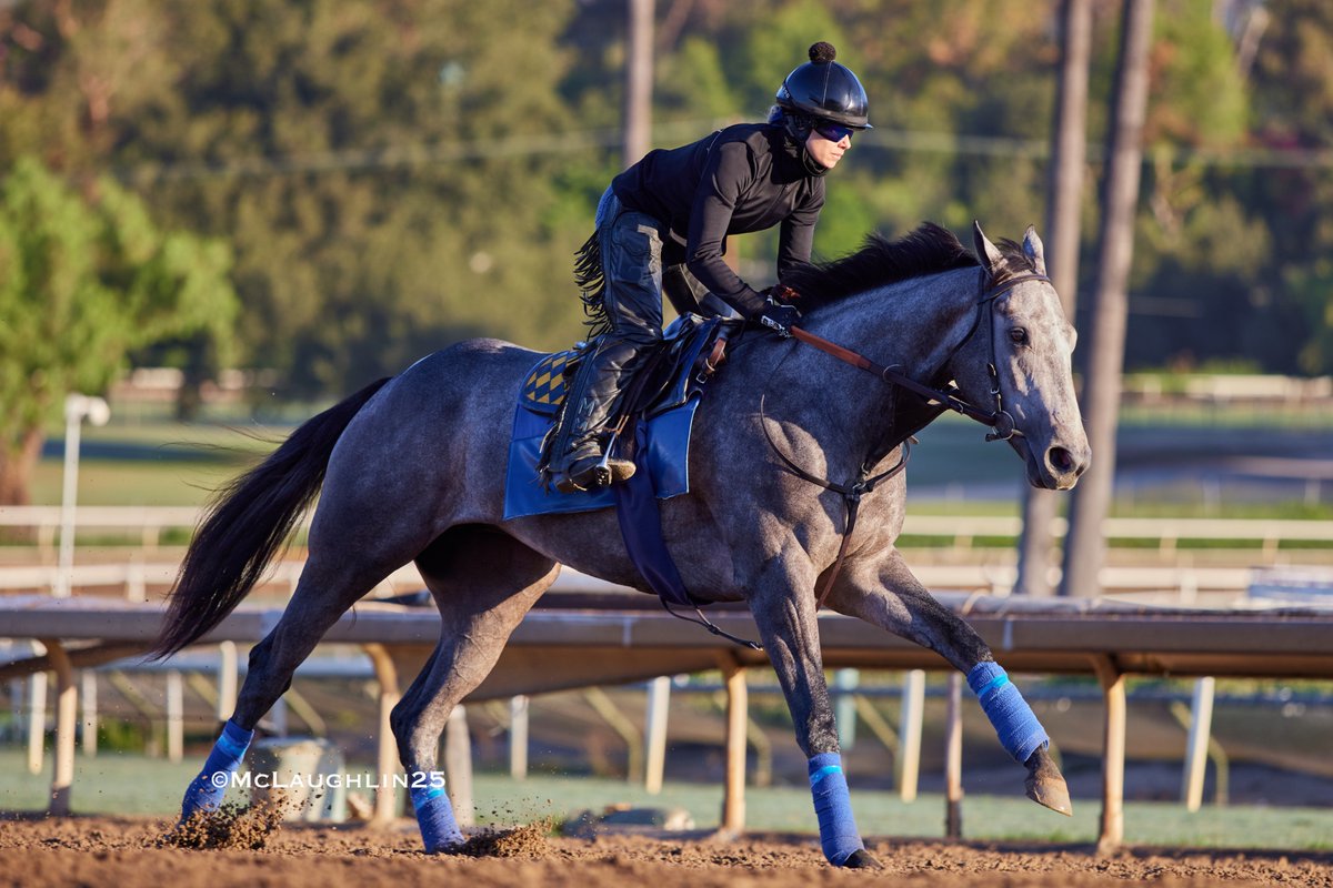 Del Mar Debutante winner Bottle of Rouge this morning under Morgane Kervarrec for HoF trainer Bob Baffert <a href="/BreedersCup/">Breeders' Cup</a>  <a href="/santaanitapark/">Santa Anita Park</a> <a href="/BobBaffert/">Bob Baffert</a> <a href="/Morgane_mmk/">Morgane Kervarrec</a>