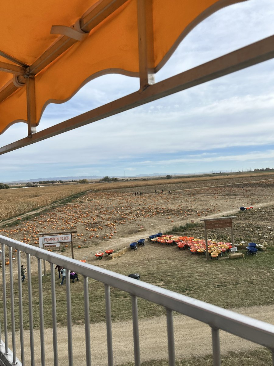 daimyozen's tweet image. pumpkin patch