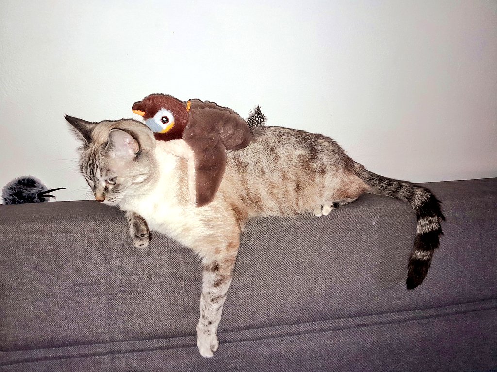 Mi gatita Vegeta y su amigo Piopio....😻🐧💗